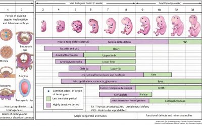 Causality Evaluation of Birth Defects